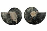 Cut & Polished Ammonite Fossil - Unusual Black Color #286628-1